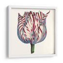 Tulip Garden Vi - Vision Studio | Cuadro decorativo de Canvas Lab