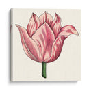 Tulip Garden Vii - Vision Studio | Cuadro decorativo de Canvas Lab