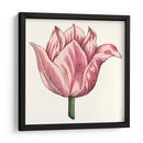 Tulip Garden Vii - Vision Studio | Cuadro decorativo de Canvas Lab