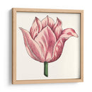 Tulip Garden Vii - Vision Studio | Cuadro decorativo de Canvas Lab