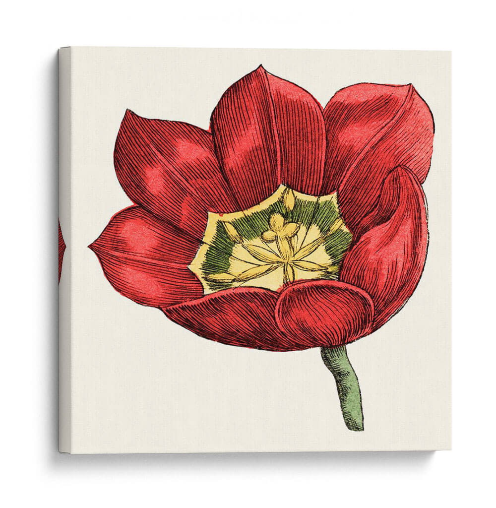 Tulip Garden Viii - Vision Studio | Cuadro decorativo de Canvas Lab