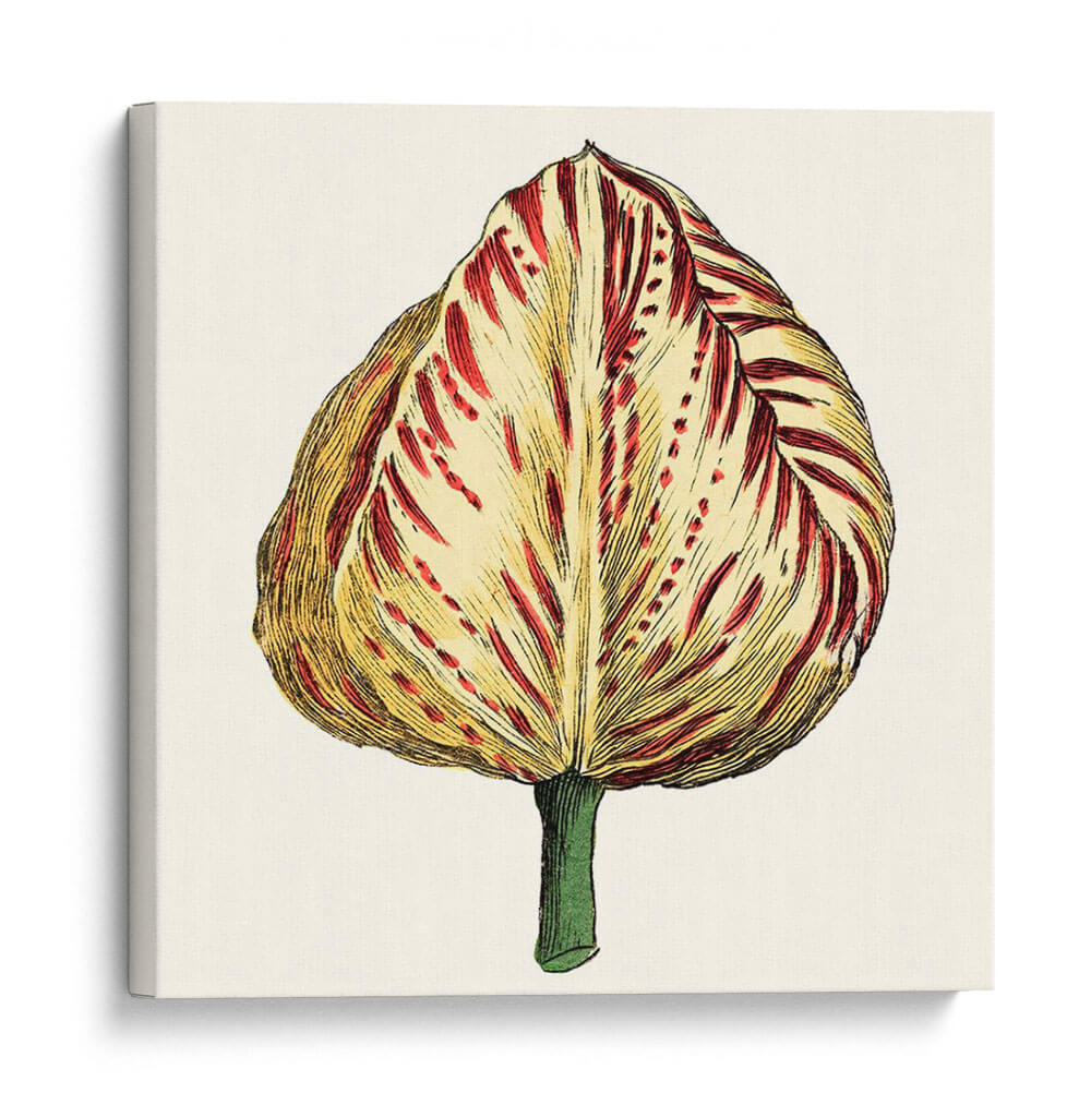 Tulip Garden Ix - Vision Studio | Cuadro decorativo de Canvas Lab