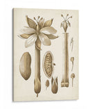 Oscher Botanical I - Vision Studio | Cuadro decorativo de Canvas Lab