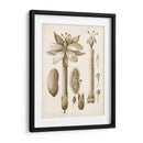 Oscher Botanical I - Vision Studio | Cuadro decorativo de Canvas Lab