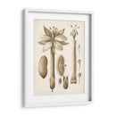 Oscher Botanical I - Vision Studio | Cuadro decorativo de Canvas Lab