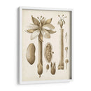 Oscher Botanical I - Vision Studio | Cuadro decorativo de Canvas Lab