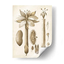 Oscher Botanical I - Vision Studio | Cuadro decorativo de Canvas Lab