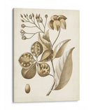 Oscher Botanical Ii - Vision Studio | Cuadro decorativo de Canvas Lab