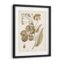 Oscher Botanical Ii - Vision Studio | Cuadro decorativo de Canvas Lab