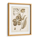 Oscher Botanical Ii - Vision Studio | Cuadro decorativo de Canvas Lab