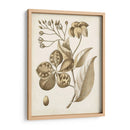 Oscher Botanical Ii - Vision Studio | Cuadro decorativo de Canvas Lab