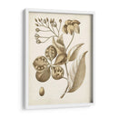 Oscher Botanical Ii - Vision Studio | Cuadro decorativo de Canvas Lab