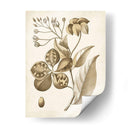 Oscher Botanical Ii - Vision Studio | Cuadro decorativo de Canvas Lab