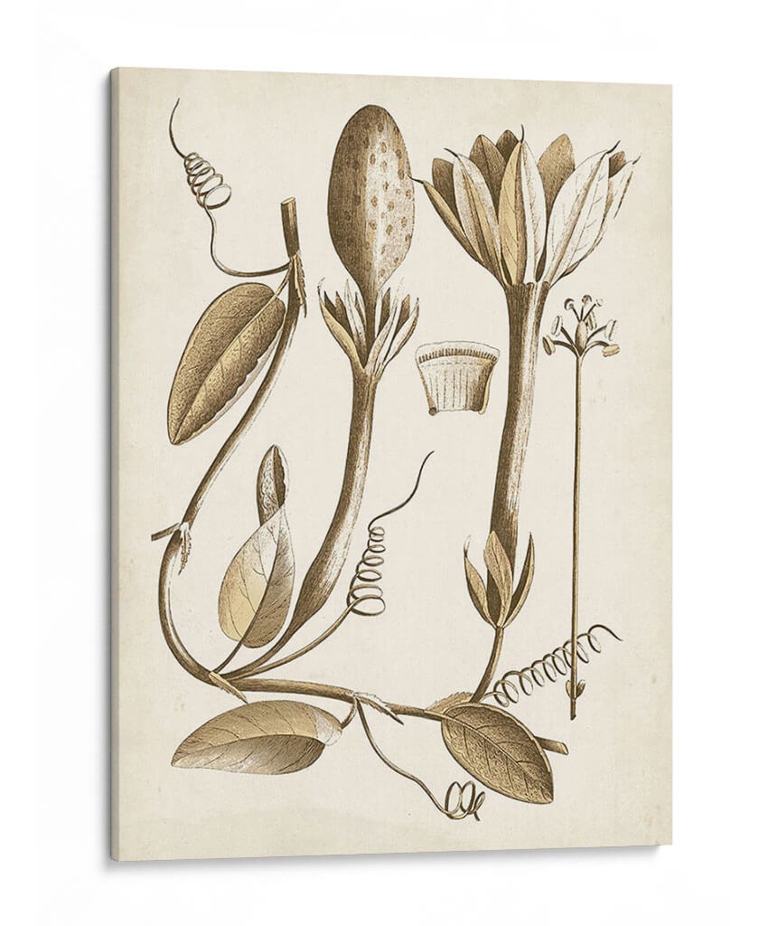 Obro Botanical Iv - Vision Studio | Cuadro decorativo de Canvas Lab