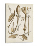 Obro Botanical Iv - Vision Studio | Cuadro decorativo de Canvas Lab