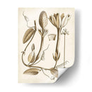 Obro Botanical Iv - Vision Studio | Cuadro decorativo de Canvas Lab