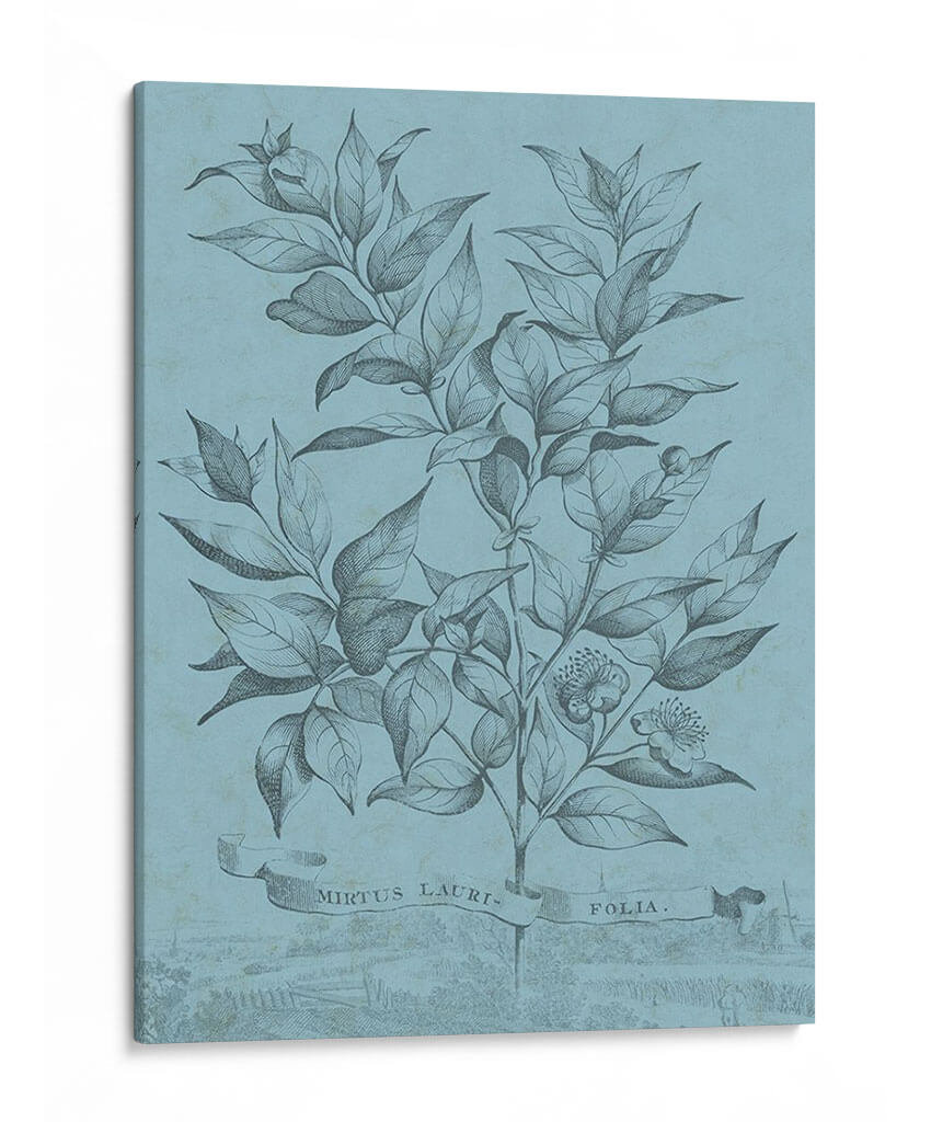 Botánico En Teal I - Vision Studio | Cuadro decorativo de Canvas Lab