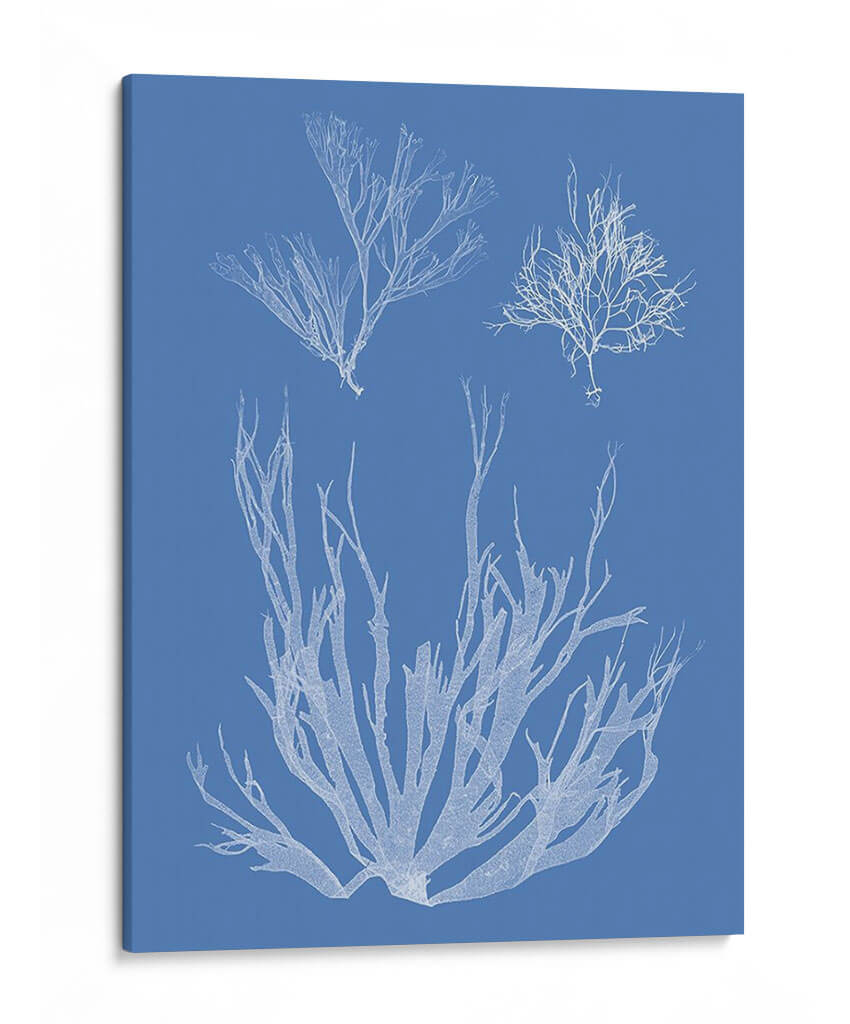 Alganotipia De Algas - Vision Studio | Cuadro decorativo de Canvas Lab