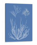 Alganotipia De Algas - Vision Studio | Cuadro decorativo de Canvas Lab