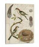 Avian Diario I - Vision Studio | Cuadro decorativo de Canvas Lab