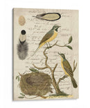 Avian Journal Ii - Vision Studio | Cuadro decorativo de Canvas Lab
