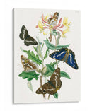 Mariposas Británicas I | Cuadro decorativo de Canvas Lab