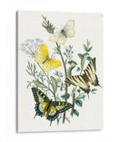 Mariposas Británicas Ii | Cuadro decorativo de Canvas Lab