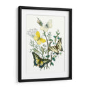 Mariposas Británicas Ii | Cuadro decorativo de Canvas Lab