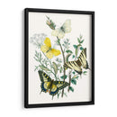 Mariposas Británicas Ii | Cuadro decorativo de Canvas Lab