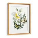 Mariposas Británicas Ii | Cuadro decorativo de Canvas Lab