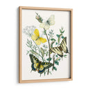 Mariposas Británicas Ii | Cuadro decorativo de Canvas Lab