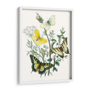 Mariposas Británicas Ii | Cuadro decorativo de Canvas Lab