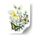 Mariposas Británicas Ii | Cuadro decorativo de Canvas Lab