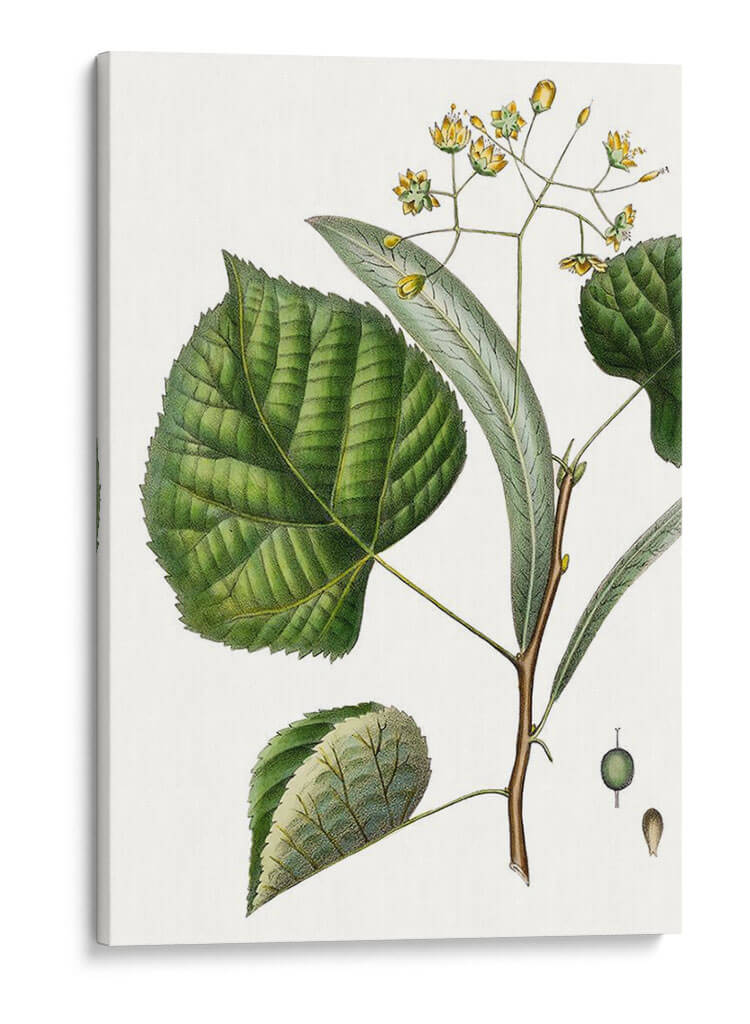Follaje Y Floraciones I - Thomas Nuttall | Cuadro decorativo de Canvas Lab