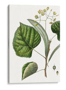 Follaje Y Floraciones I - Thomas Nuttall | Cuadro decorativo de Canvas Lab