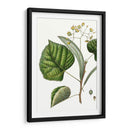 Follaje Y Floraciones I - Thomas Nuttall | Cuadro decorativo de Canvas Lab