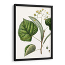 Follaje Y Floraciones I - Thomas Nuttall | Cuadro decorativo de Canvas Lab