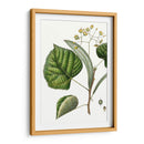 Follaje Y Floraciones I - Thomas Nuttall | Cuadro decorativo de Canvas Lab