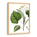 Follaje Y Floraciones I - Thomas Nuttall | Cuadro decorativo de Canvas Lab