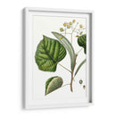 Follaje Y Floraciones I - Thomas Nuttall | Cuadro decorativo de Canvas Lab