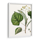 Follaje Y Floraciones I - Thomas Nuttall | Cuadro decorativo de Canvas Lab