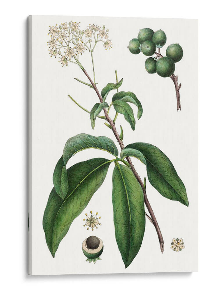 Follaje Y Blooms Ii - Thomas Nuttall | Cuadro decorativo de Canvas Lab