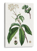 Follaje Y Blooms Ii - Thomas Nuttall | Cuadro decorativo de Canvas Lab