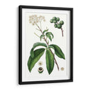 Follaje Y Blooms Ii - Thomas Nuttall | Cuadro decorativo de Canvas Lab