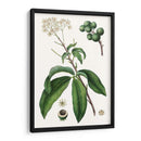 Follaje Y Blooms Ii - Thomas Nuttall | Cuadro decorativo de Canvas Lab