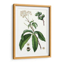 Follaje Y Blooms Ii - Thomas Nuttall | Cuadro decorativo de Canvas Lab