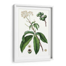 Follaje Y Blooms Ii - Thomas Nuttall | Cuadro decorativo de Canvas Lab