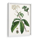 Follaje Y Blooms Ii - Thomas Nuttall | Cuadro decorativo de Canvas Lab