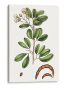 Follaje Y Blooms Iii - Thomas Nuttall | Cuadro decorativo de Canvas Lab