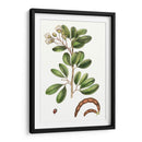 Follaje Y Blooms Iii - Thomas Nuttall | Cuadro decorativo de Canvas Lab